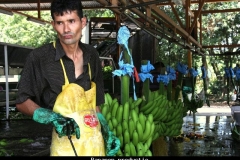 Bananen productie