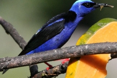 Blauw