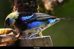 Blauwer