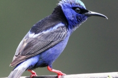 Blauwst