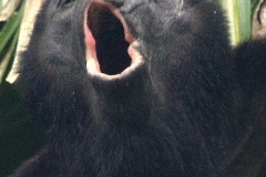 Brullen