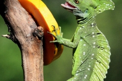 Jesus Christ lizard mannetje