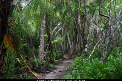 Jungleschoonheid aan de Caribische kust