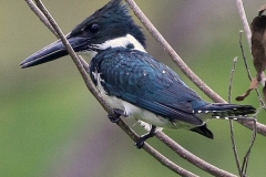 Kingfisher