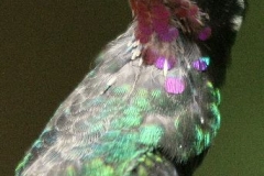 Kleurigst