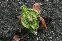 Krabje
