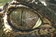 Oog van de dood