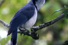 Prachtvogel