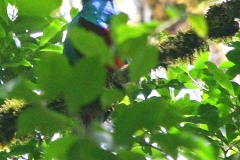 Quetzal