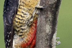Woody woodpecker