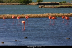 Curacao flamingooooosssss Curacao met kinderen