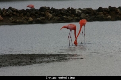 Innige omhelzing Curacao met kinderen