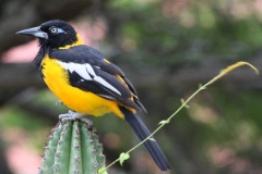 Mooi vogeltje Curacao met kinderen