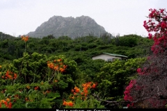 Mooie natuur op Curacao met kinderen