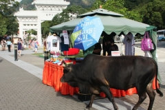 Hong Kong heilige koe