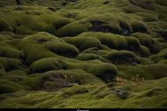 Groen IJsland met kinderen
