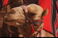 Petra kameel Jordanië met kinderen