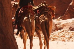 Petra kamelen Jordanië met kinderen