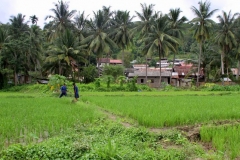 Mooie rijstvelden Laos