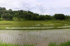 Rijstvelden Laos