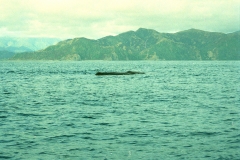 Kaikoura sperm kolos walvissen Nieuw Zeeland met kinderen