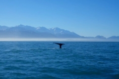 Kaikoura sperm walvissen Nieuw Zeeland met kinderen