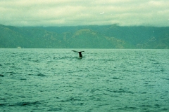 Kaikoura sperm whales Nieuw Zeeland met kinderen