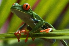 Roodoog maki kikker Panama met kinderen