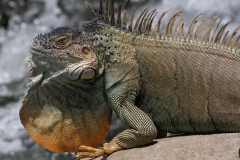 Leguaan geweldenaar Panama met kinderen