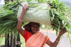 Hard werken Sri Lanka met kinderen