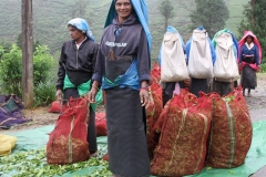 Thee plantages Sri Lanka met kinderen