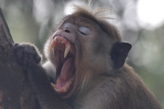 Yala NP Sri Lanka met kinderen