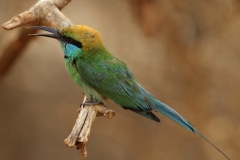 Yala NP Sri Lanka met kinderen
