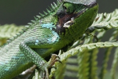 Yala NP Sri Lanka met kinderen