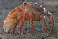 Krab Sri Lanka met kinderen