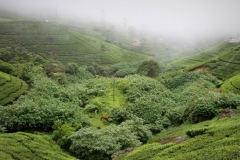 Nuwara Eliya Sri Lanka met kinderen