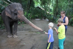 Olifanten voeren Thailand met kinderen