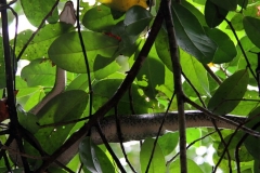 Python Khao Sok Thailand met kinderen