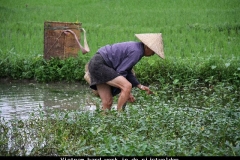 Vietnam hard werken in de rijstvelden