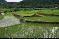 Vietnam rijstvelden in de Mai Chau vallei