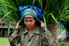 Vietnam rijstveldwerkerster