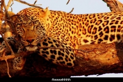 Aaaaahhhh Kruger Zuid Afrika met kinderen