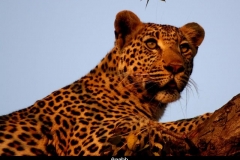 Kruger Zuid Afrika met kinderen