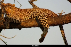 Aaahhh Kruger Zuid Afrika met kinderen