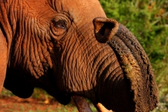 Addo NP Zuid Afrika met kinderen