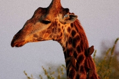 Hoog Zuid Afrika met kinderen