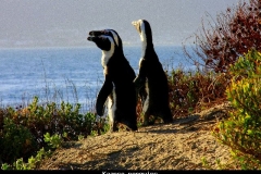 Kaapse penguins Zuid Afrika met kinderen