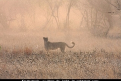 Krugerpark cheetas op jacht in het ochtendgloren Zuid Afrika met kinderen