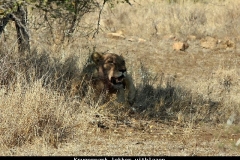 Krugerpark even uitblazen Zuid Afrika met kinderen