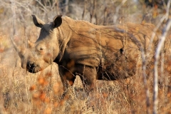 Krugerpark giganten Zuid Afrika met kinderen